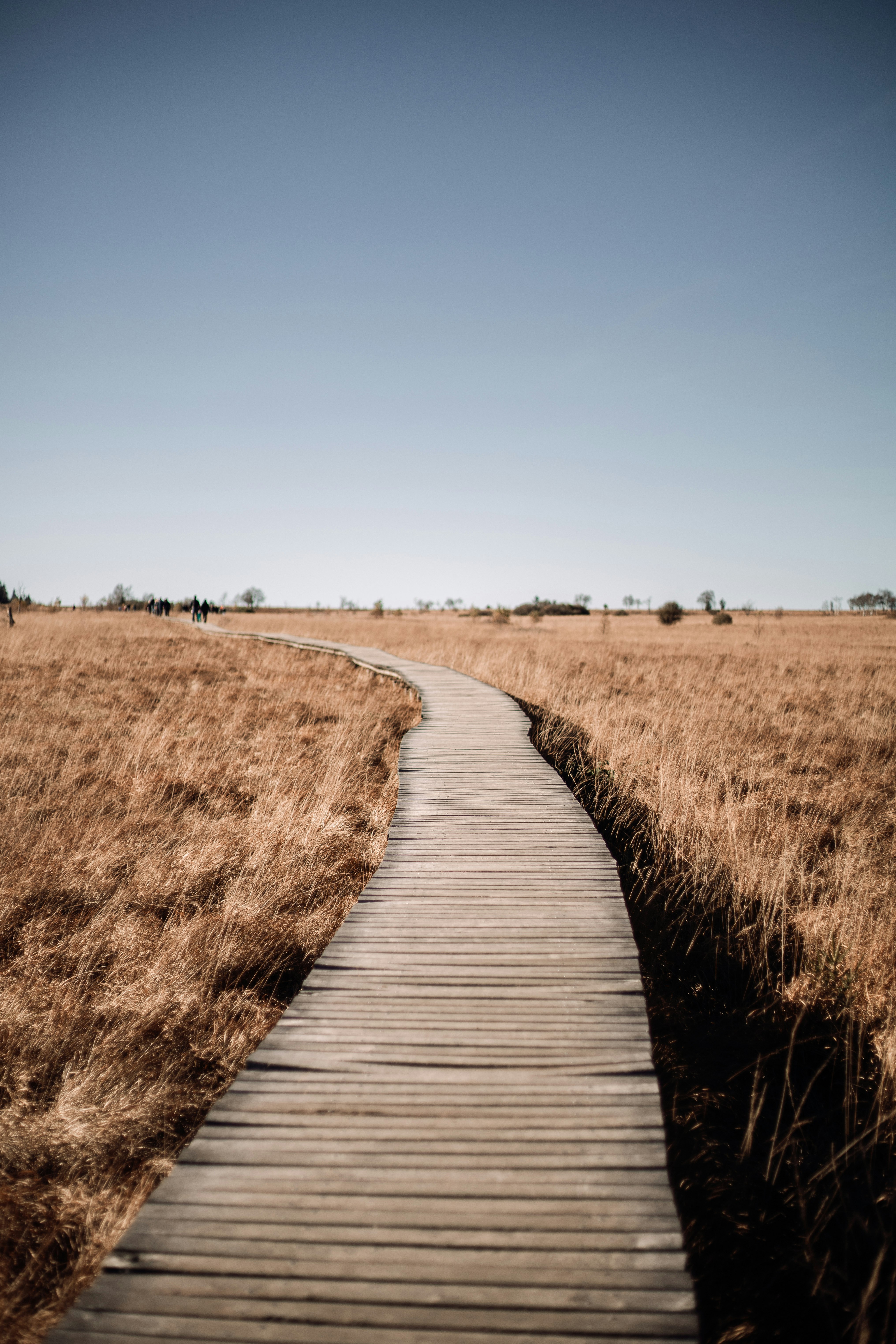 brown wooden pathway in between brown grass field during daytime